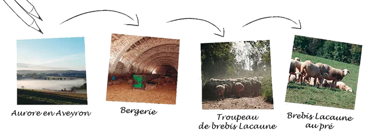 Brebis Lacaune - Producteurs bio
