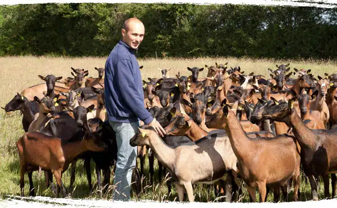 Nicolas producteur bio - Chèvres