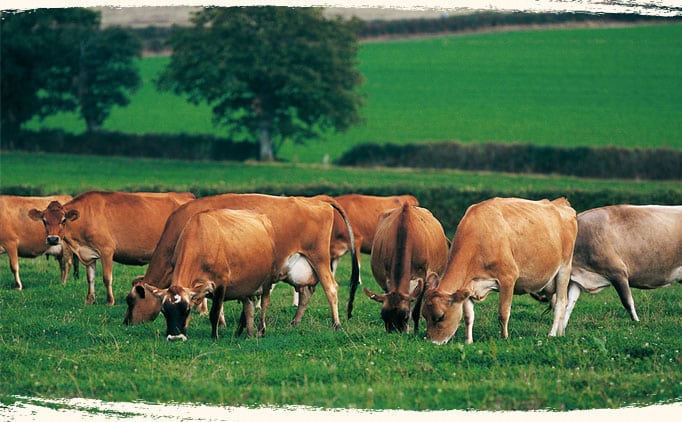 Vache Jersiaise prairie bio
