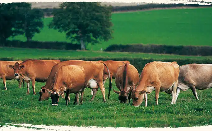 Vache Jersiaise prairie bio