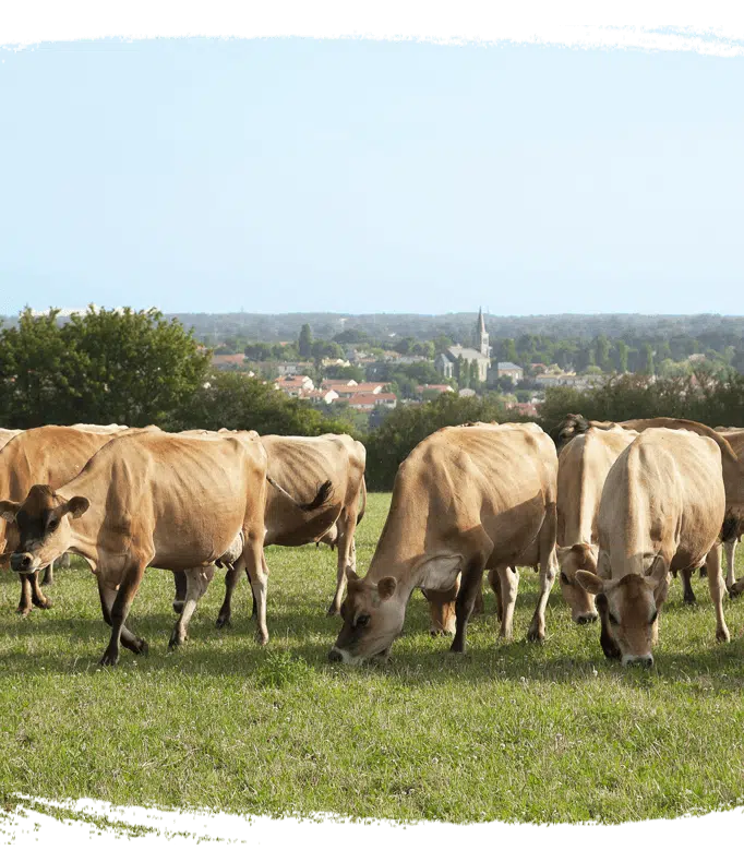 Bien être animal - vaches en liberté