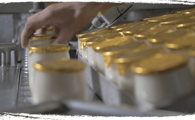 Conditionnement des yaourts bio en verre