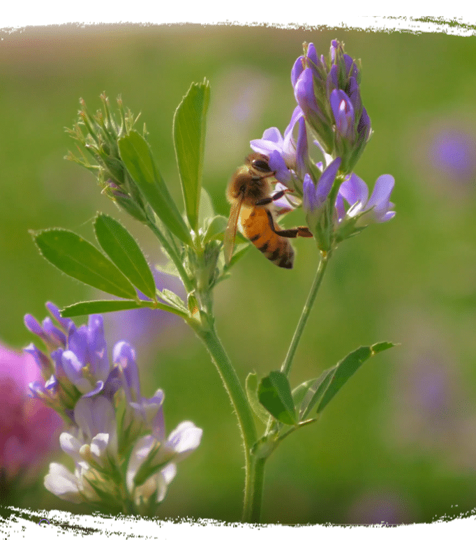 Écologie, abeille sur une fleur