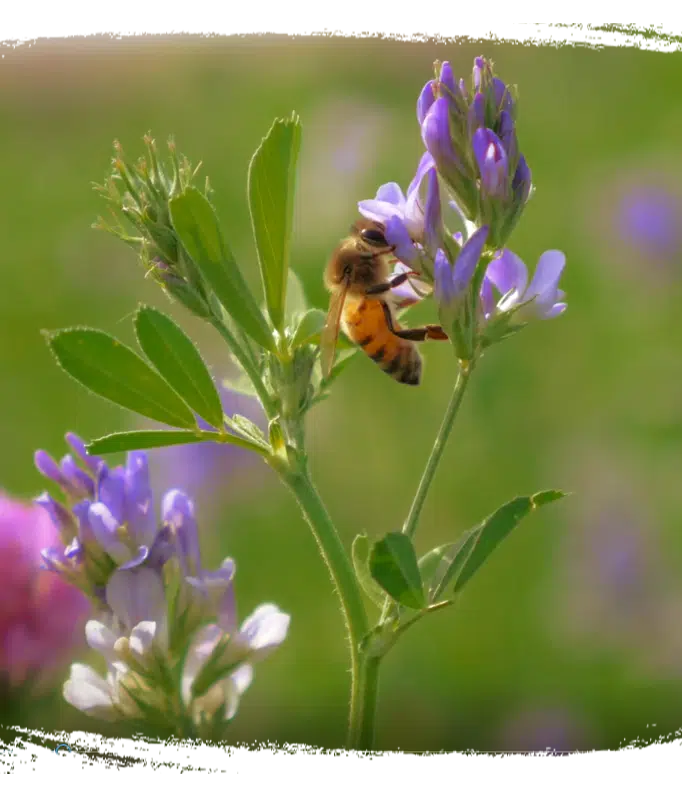 Écologie, abeille sur une fleur