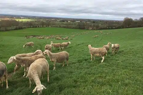 Brebis Lacaune bio