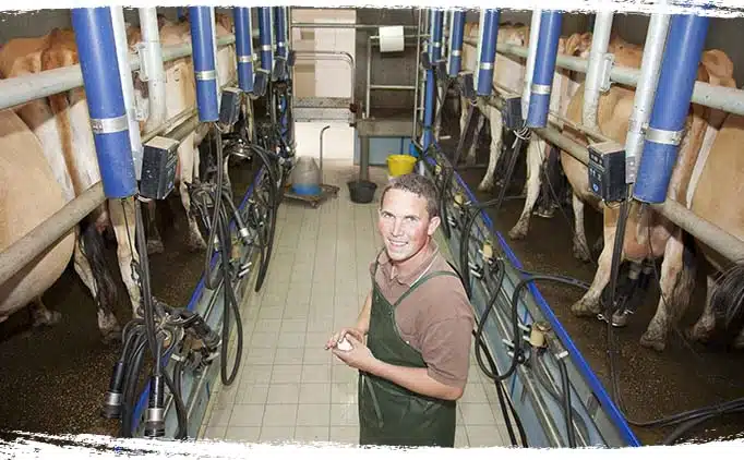 Pierre-Yves producteur bio vache