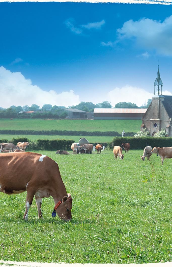 Vaches au pâturage bio